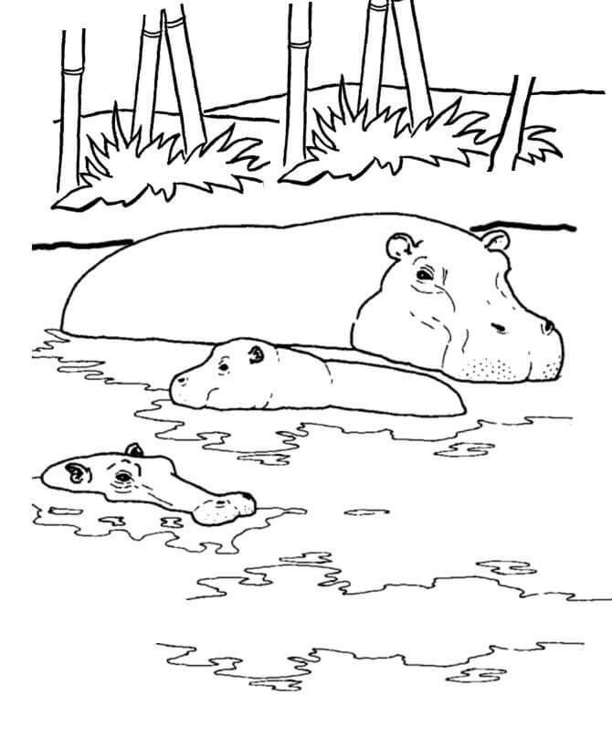 Omalovánka Three Hippos Swimming