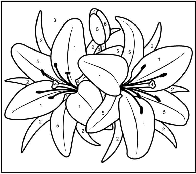 Barva Květu Lilie Podle čísla omalovánka
