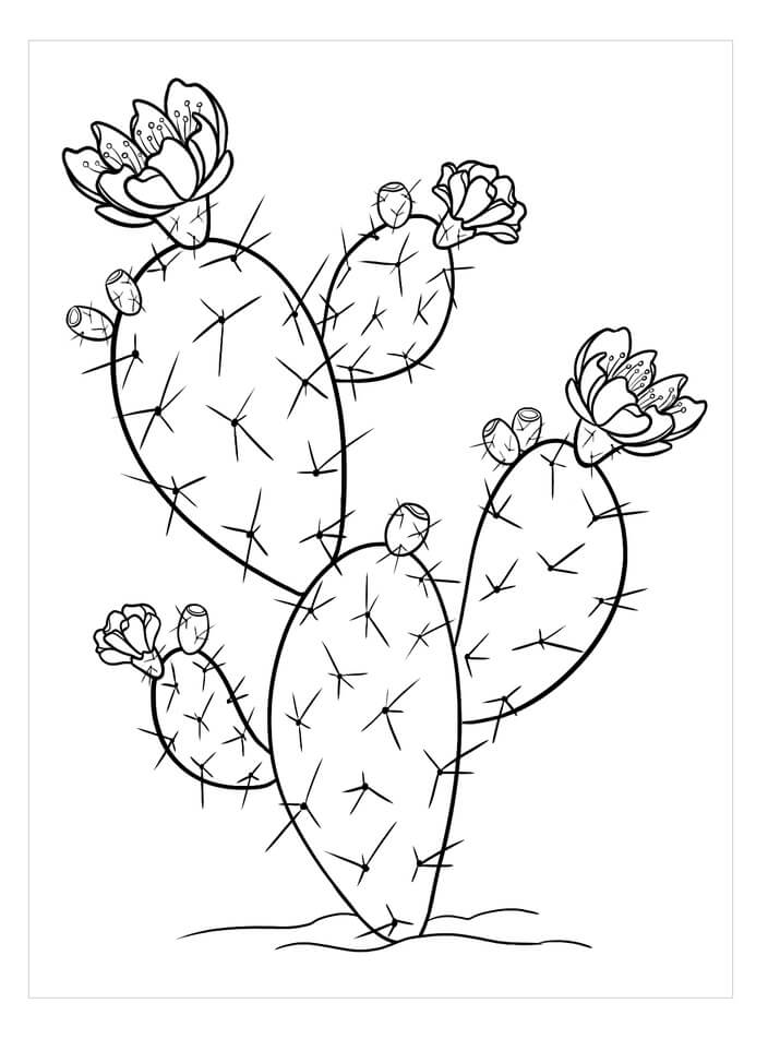Kaktus opuncie omalovánka