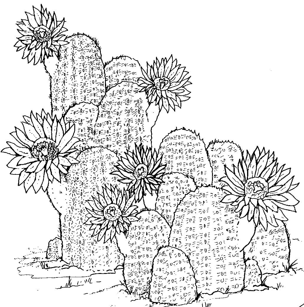 Kaktus Ruční Kreslení omalovánka