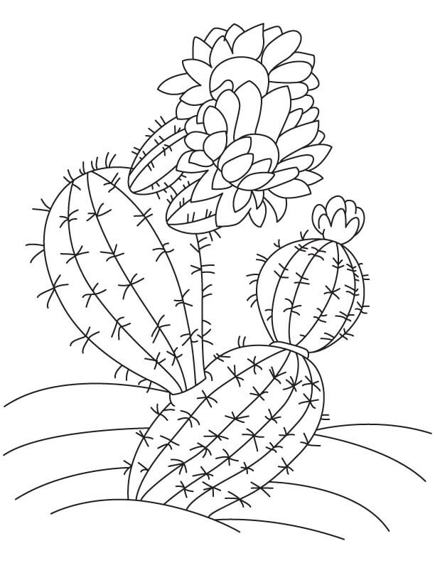 Kaktus s květinou omalovánka
