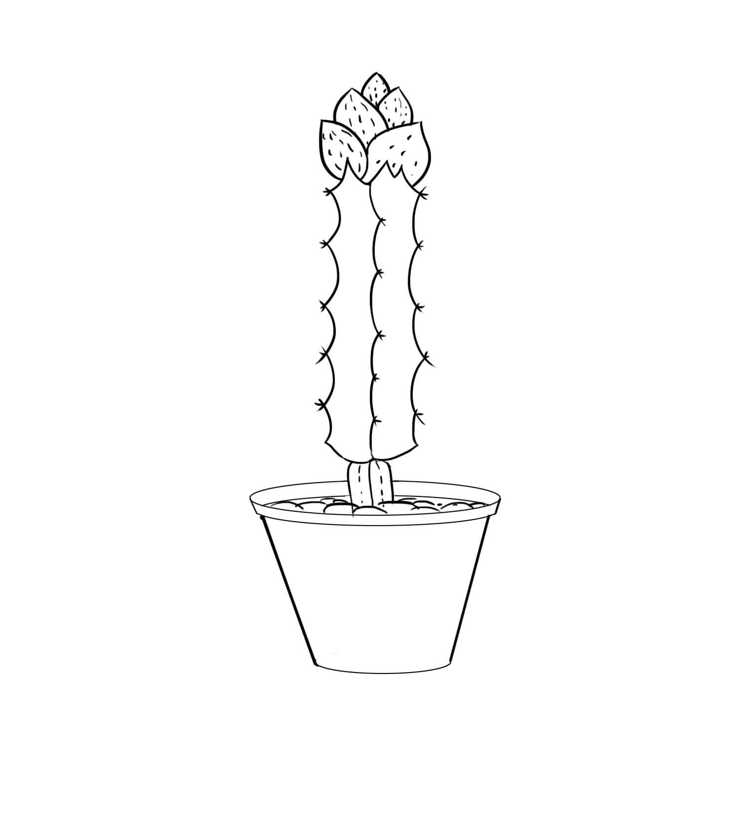 Kaktus zdarma Obrázky omalovánka