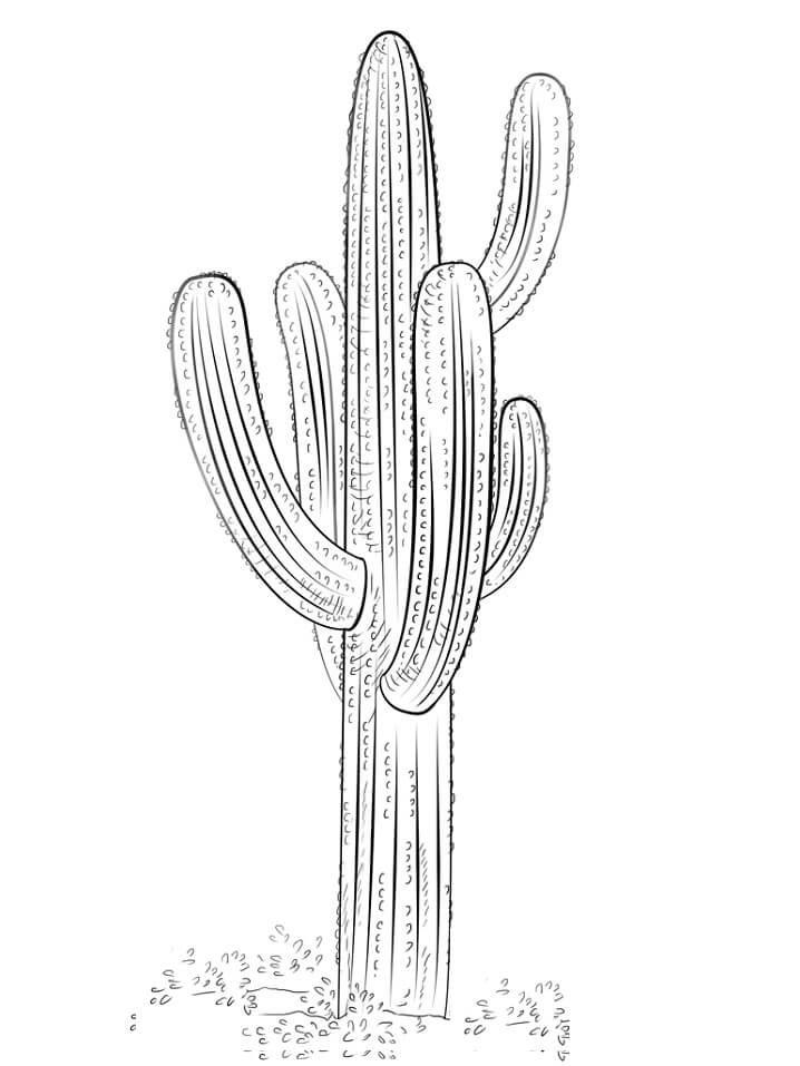 Perfektní kaktus omalovánka