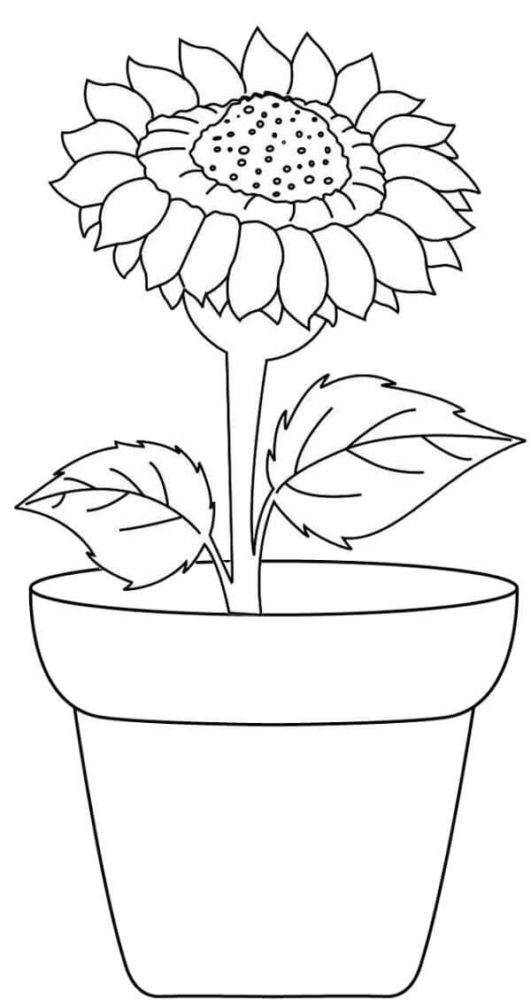 Základ vázy Slunečnice omalovánka
