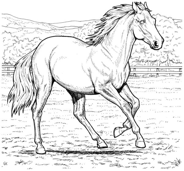 Běžící kůň omalovánka