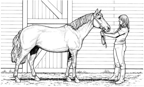 Dívka a kůň omalovánka