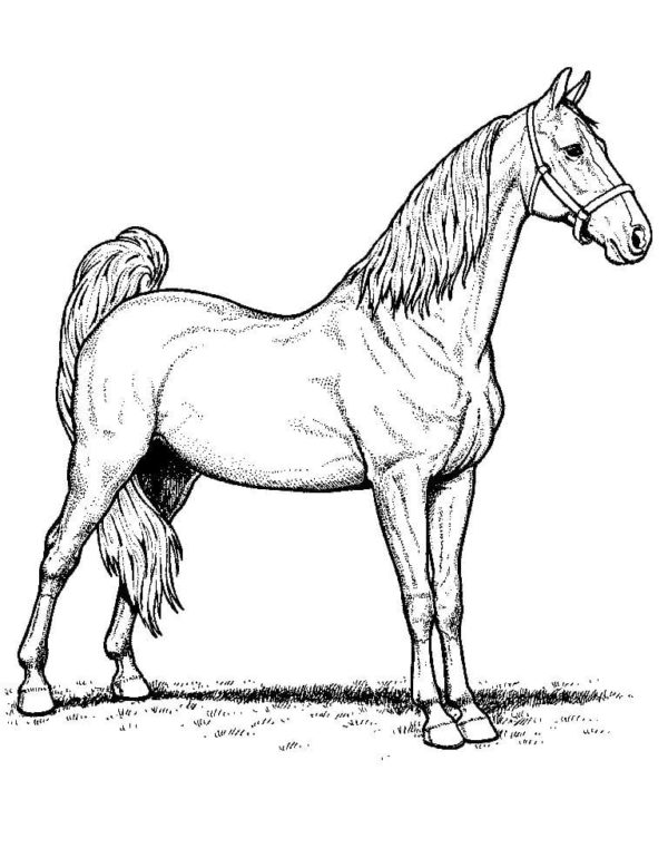 Kůň 1 omalovánka