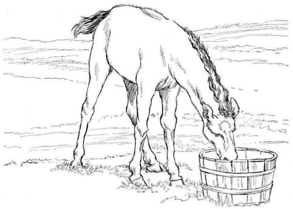 Kůň pije vodu omalovánka