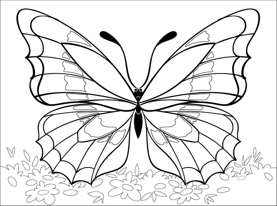Úžasný motýl omalovánka