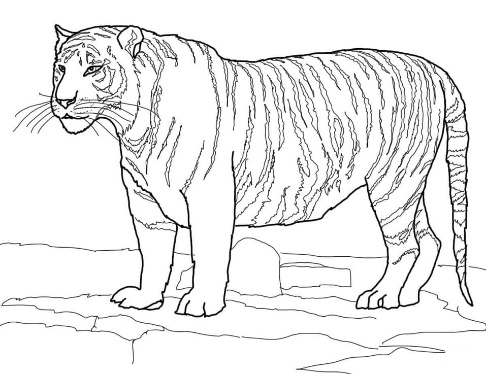 Omalovánka Bílý bengálský tygr