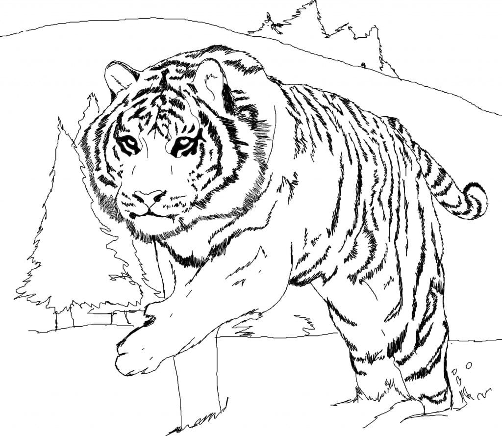 Omalovánka bílý tygr