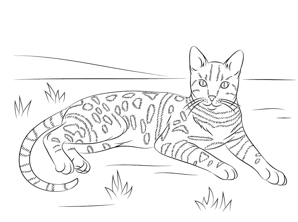 Bengálská kočka omalovánka
