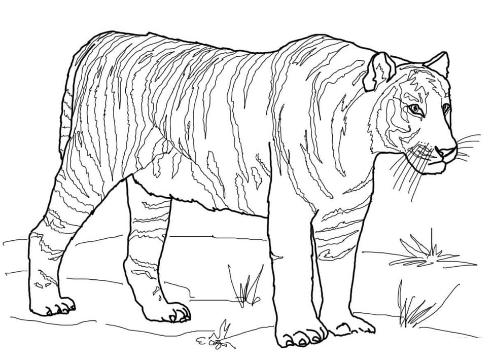 Bengálský tygr omalovánka