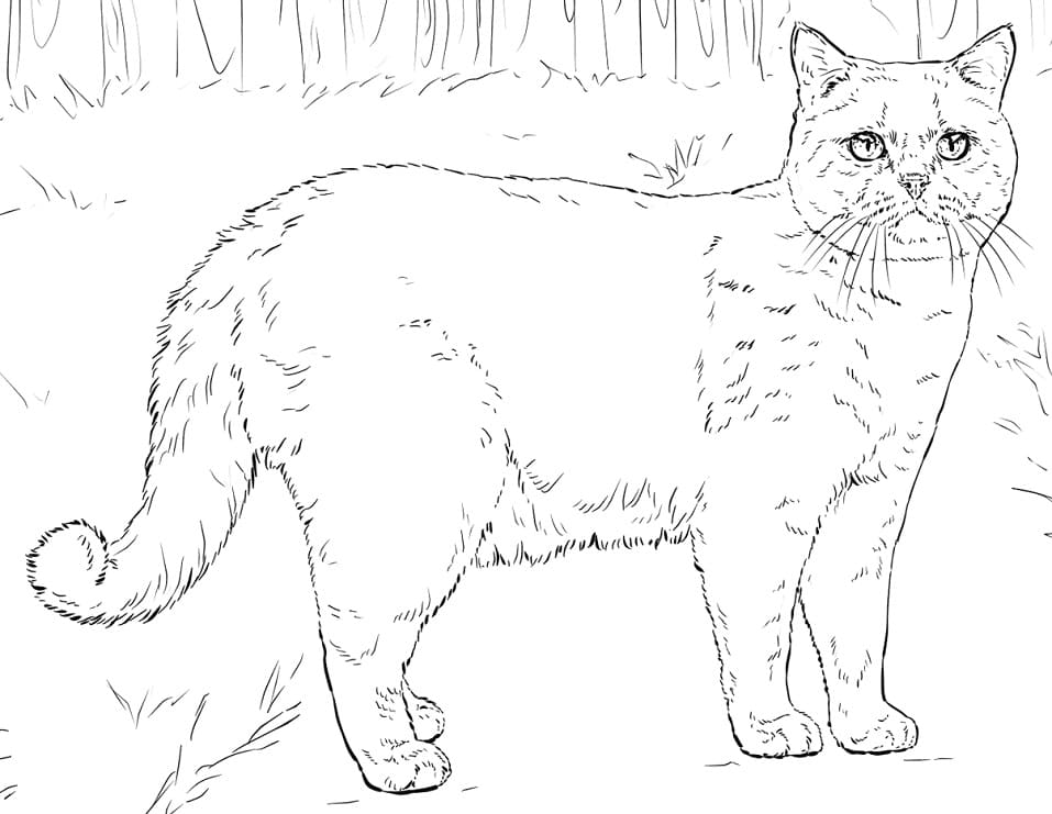 Britská krátkosrstá kočka omalovánka