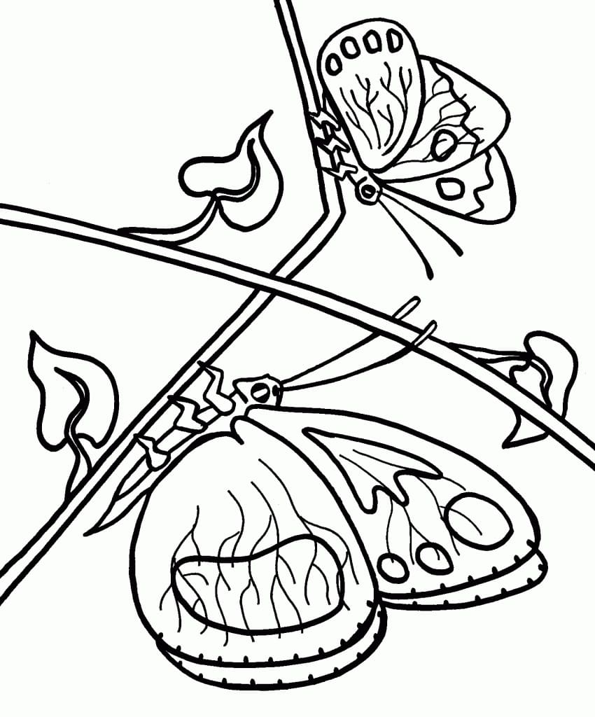 Dva motýli omalovánka