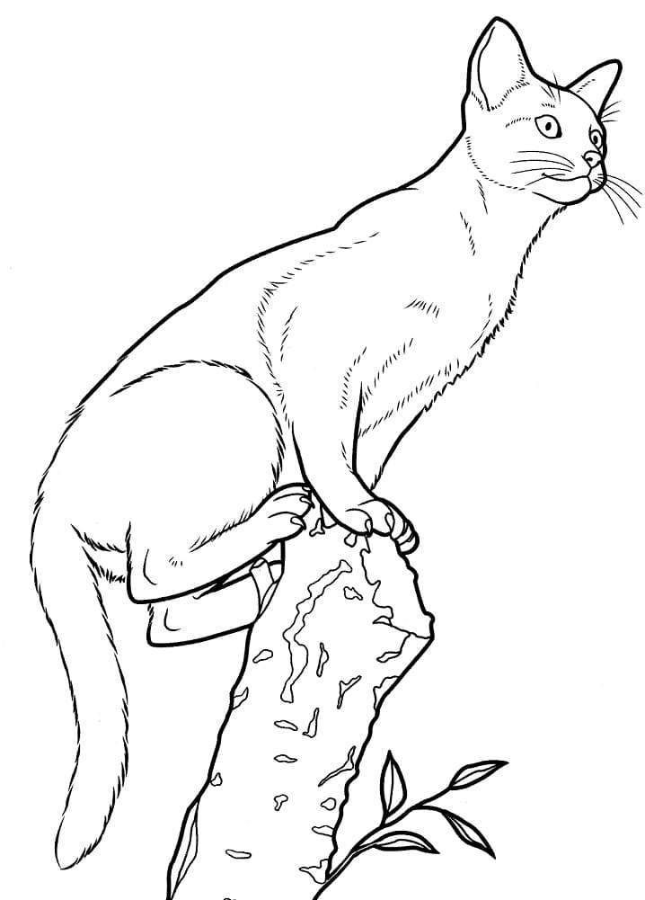 Habešská kočka omalovánka