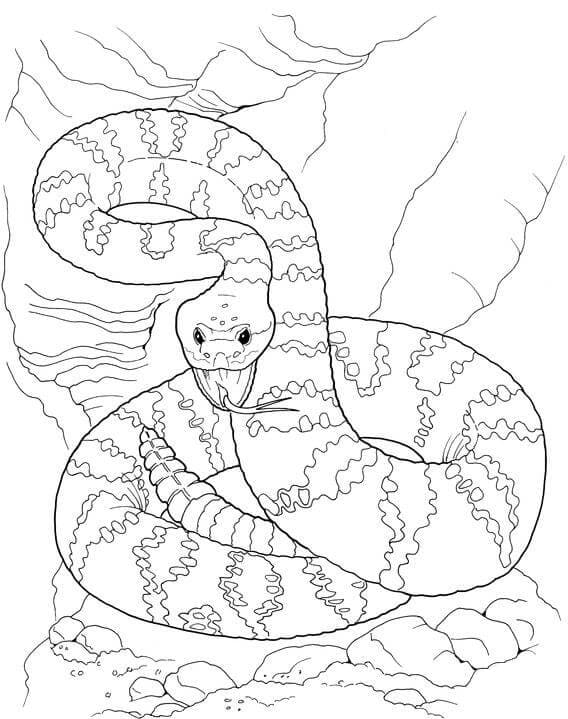 Had č. 7 omalovánka
