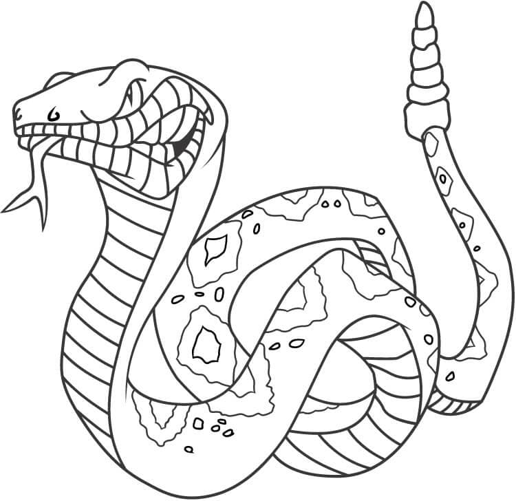 Had č. 8 omalovánka