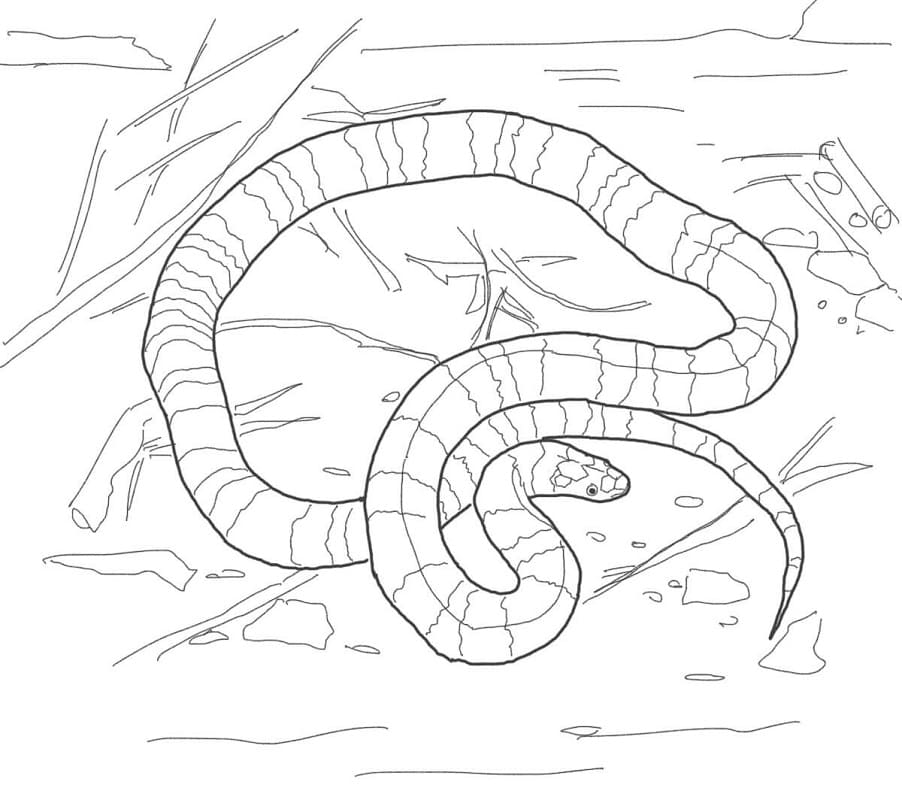 Had č. 10 omalovánka
