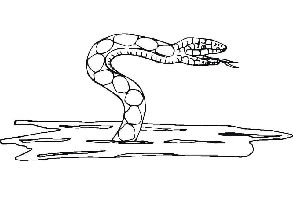 Had č. 12 omalovánka