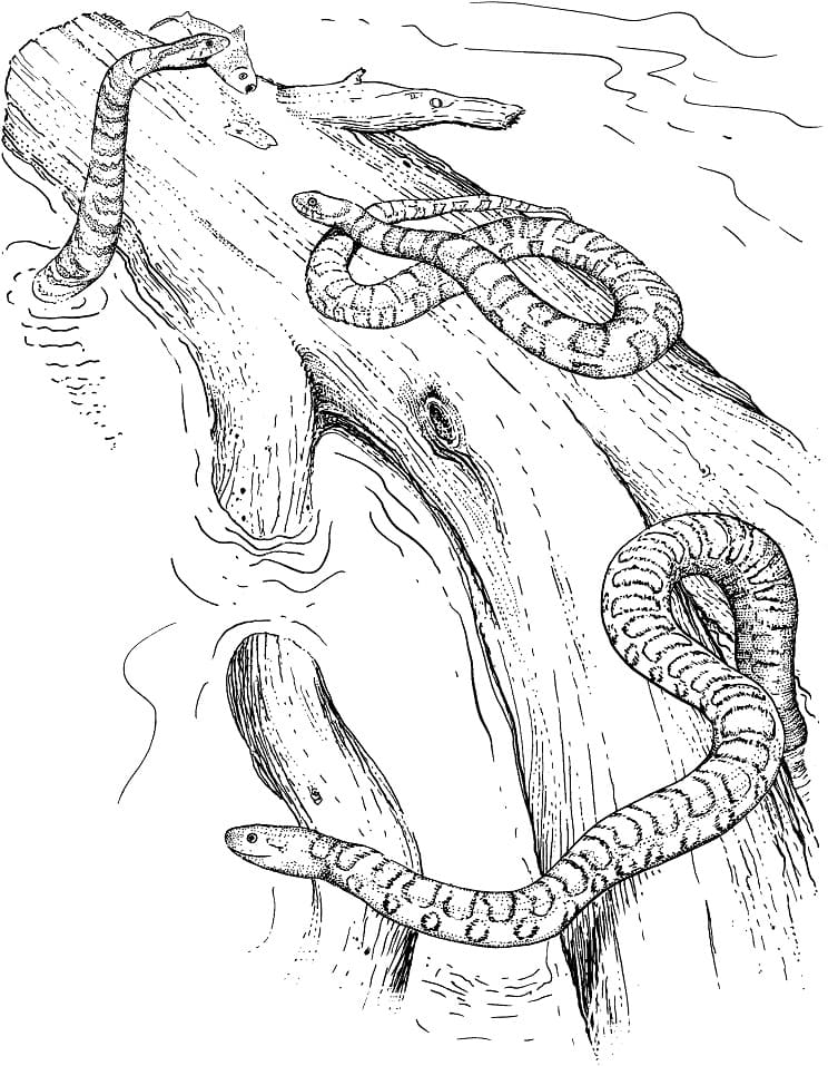 Had č. 30 omalovánka