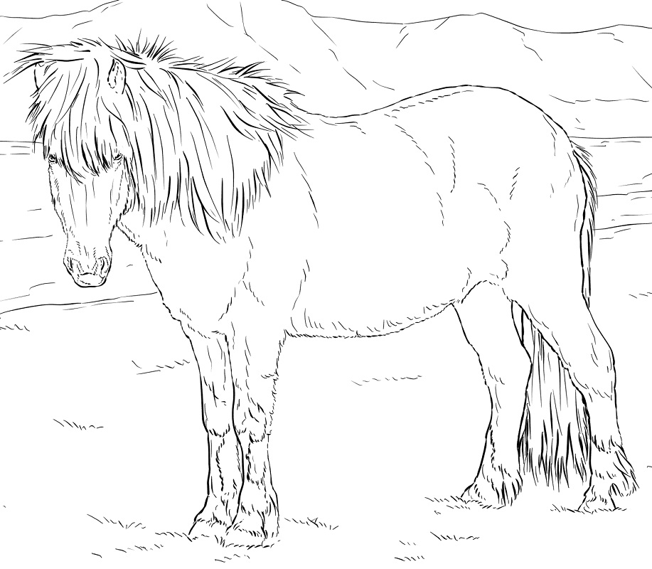 islandský kůň omalovánka