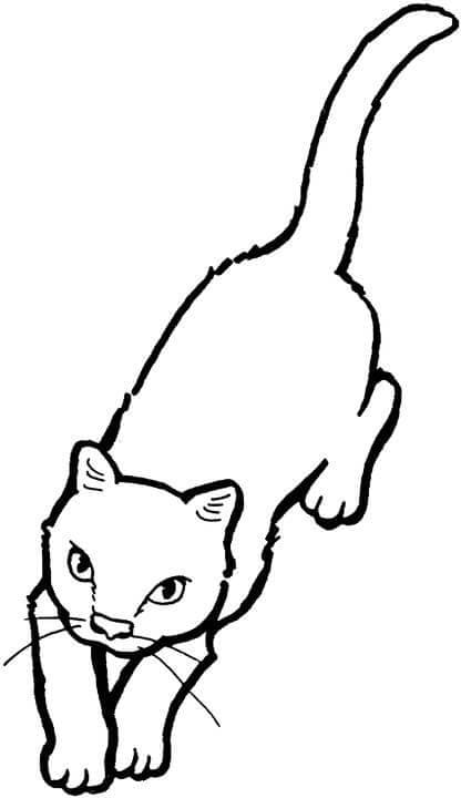 Kočka omalovánka