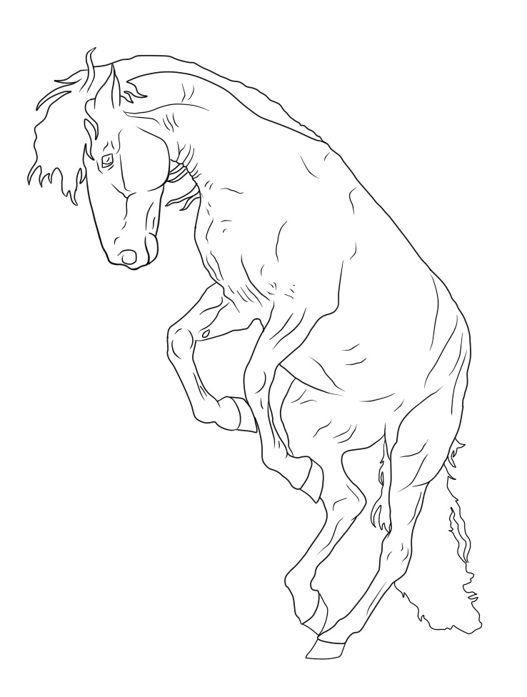 kůň omalovánka