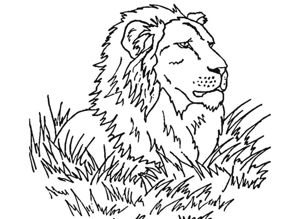 Lev na trávě omalovánka