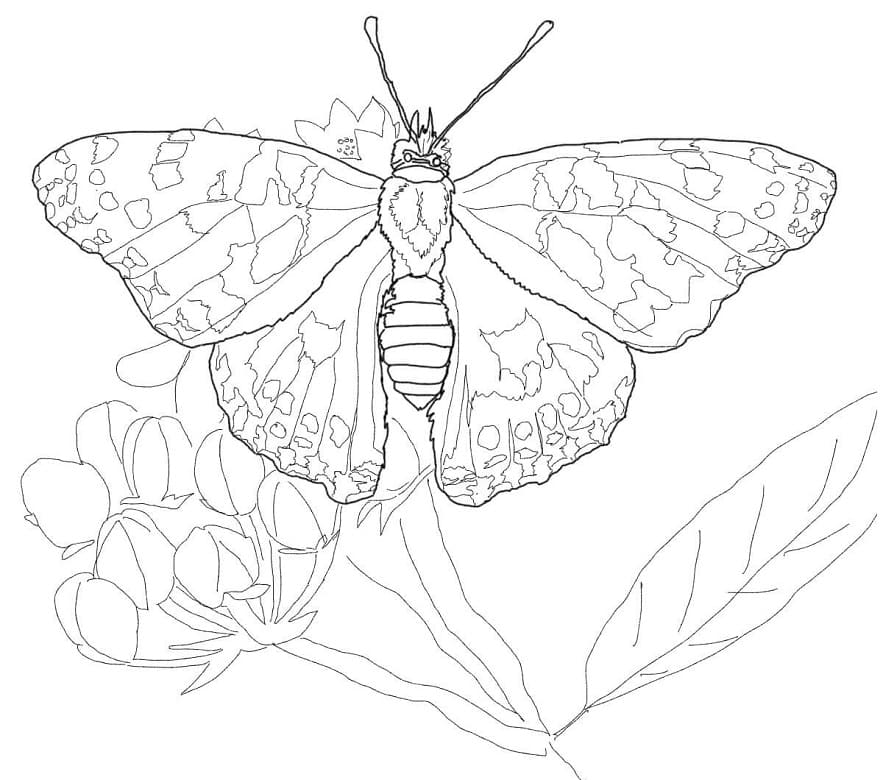 Malovaný motýl Lady 1 omalovánka