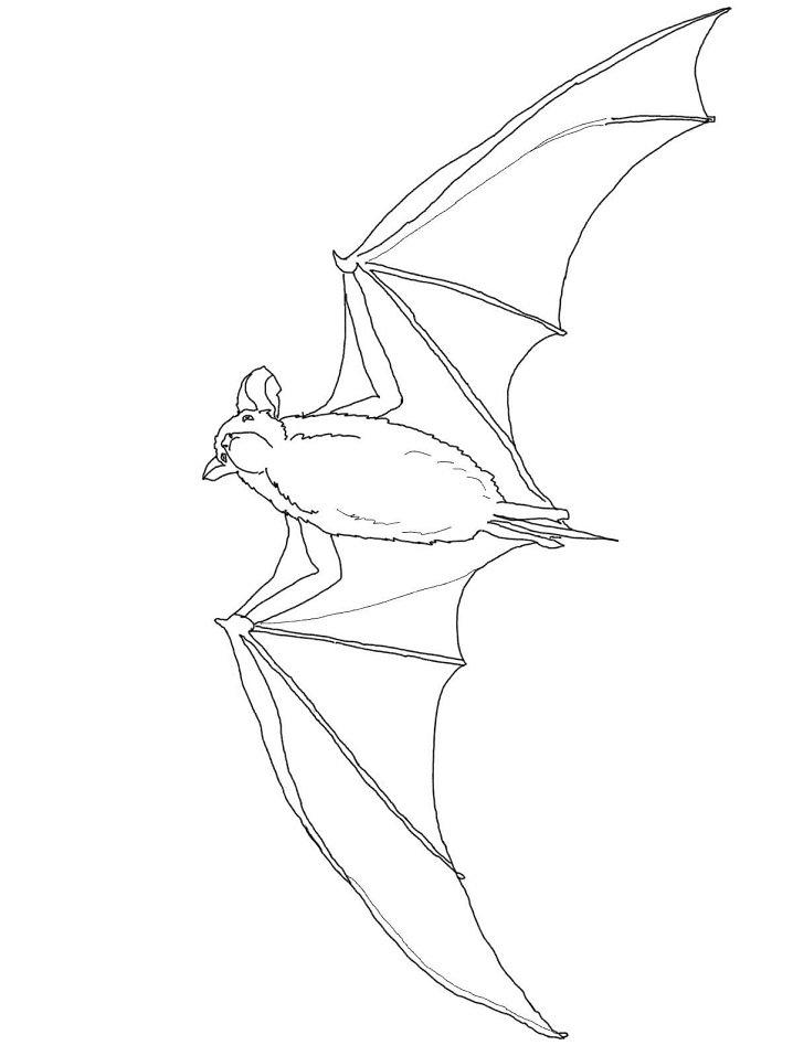 Mexický netopýr volně ocasý omalovánka