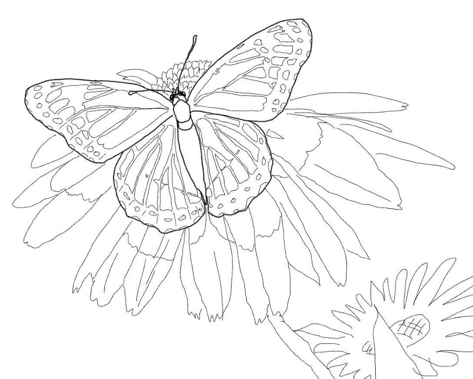 místokrál motýl omalovánka
