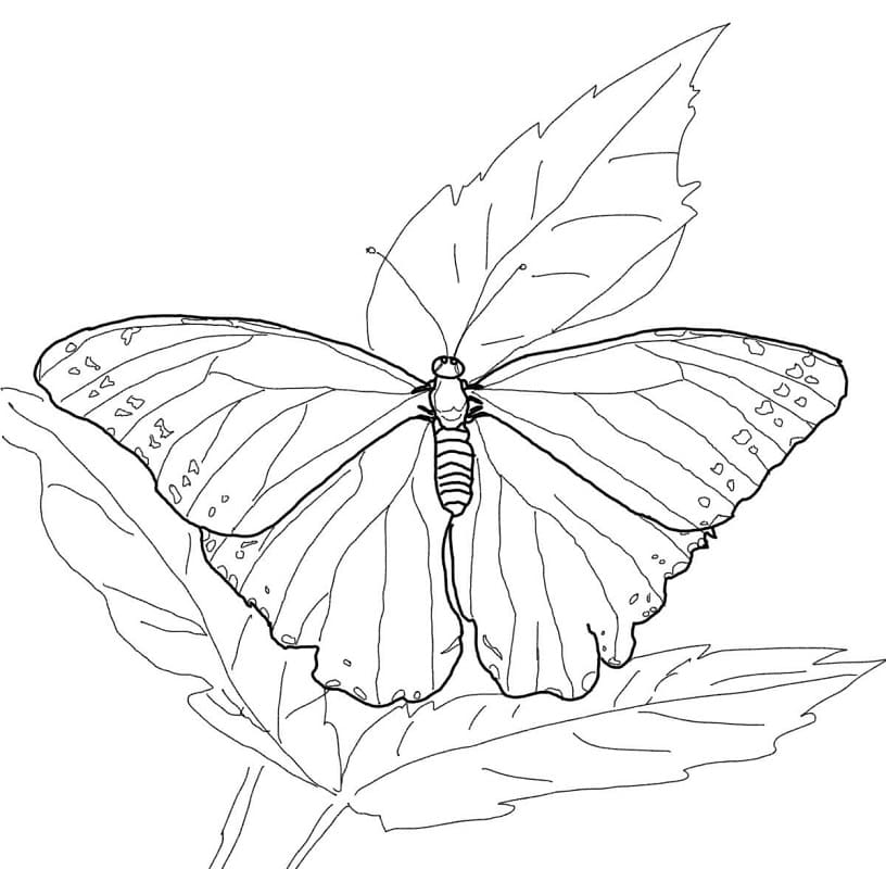 Omalovánka modrý motýl Morpho