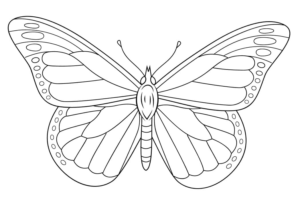 Monarch Motýl 1 omalovánka