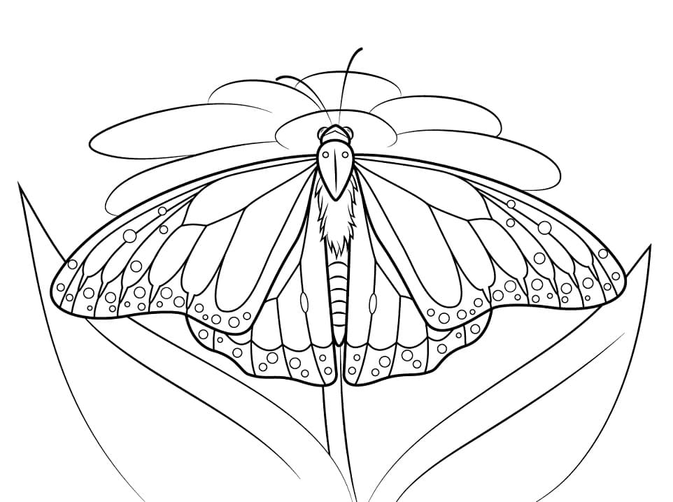 Monarch Motýl 2 omalovánka