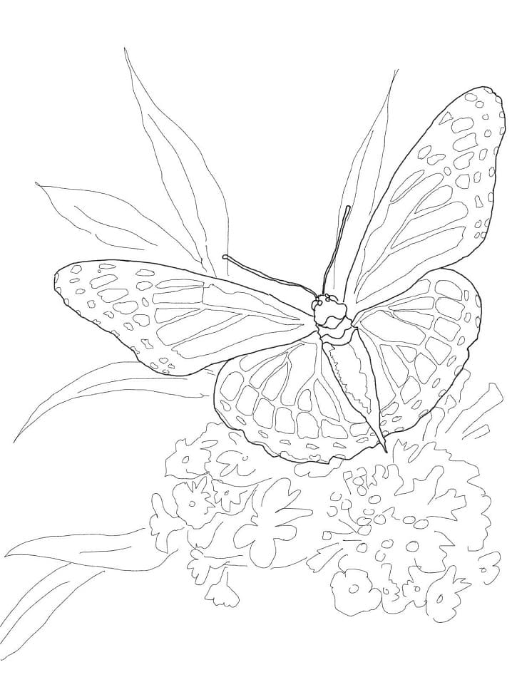 Monarch Motýl 3 omalovánka