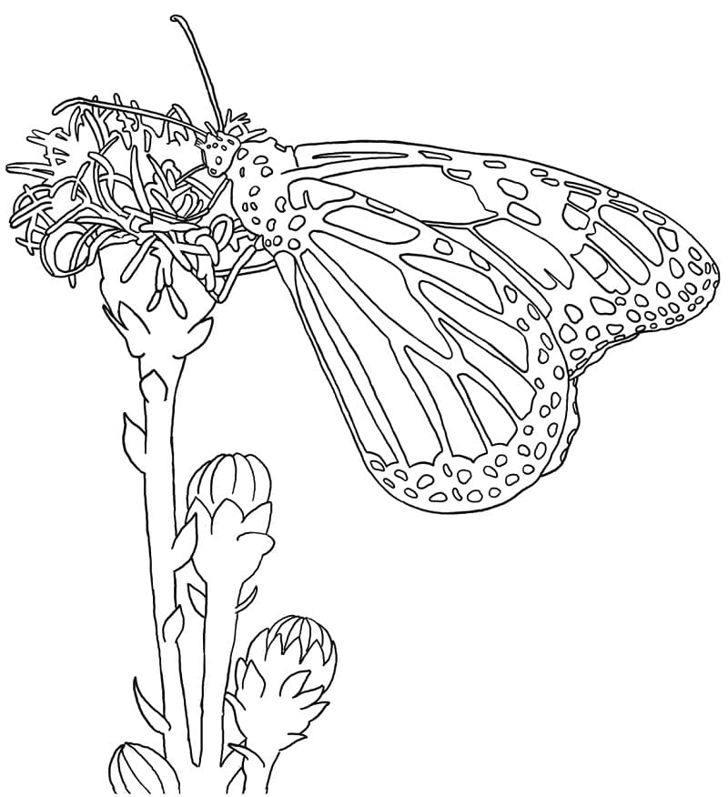 Omalovánka Monarch motýl