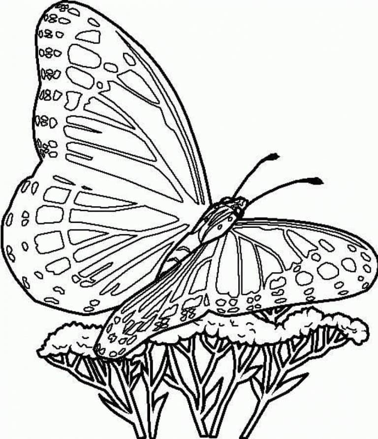 Motýl 3 omalovánka
