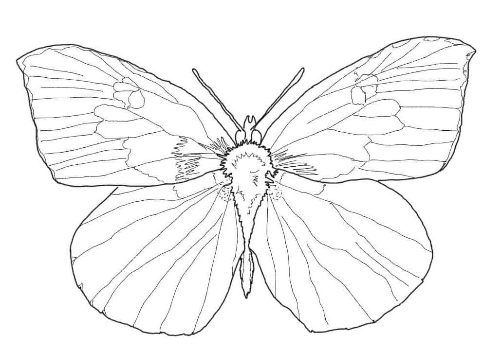 Motýl Buckeye omalovánka