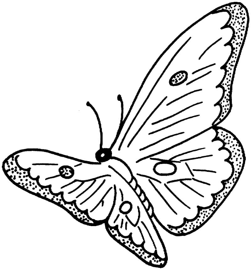 Motýl letí omalovánka