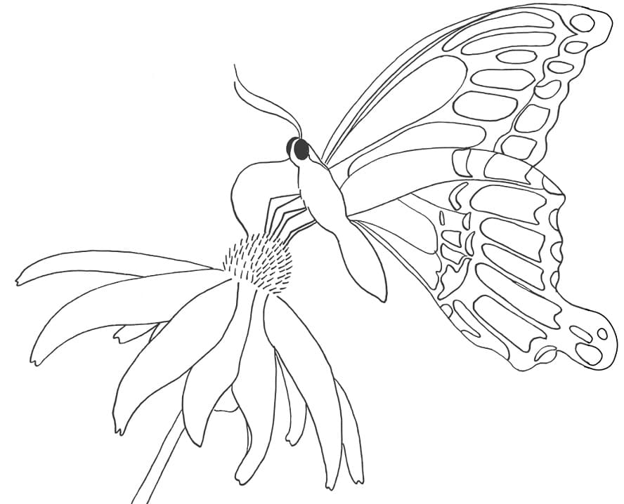 Motýl na Daisy omalovánka