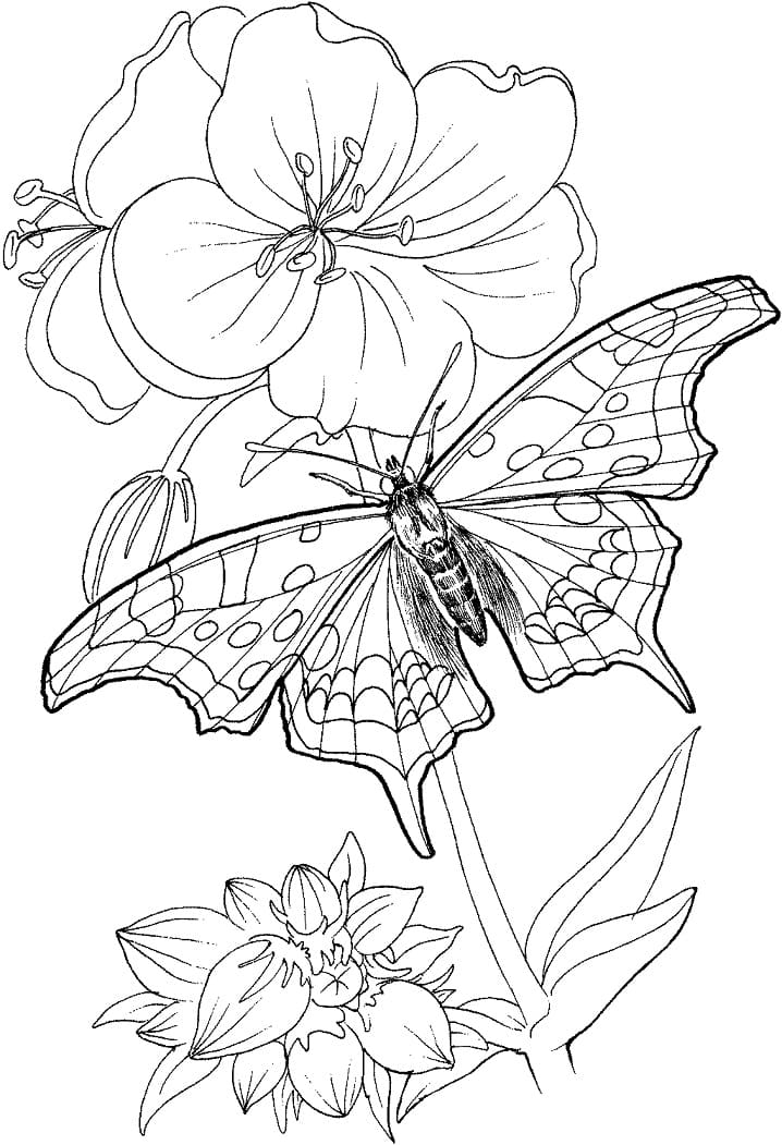 Motýl na květině omalovánka