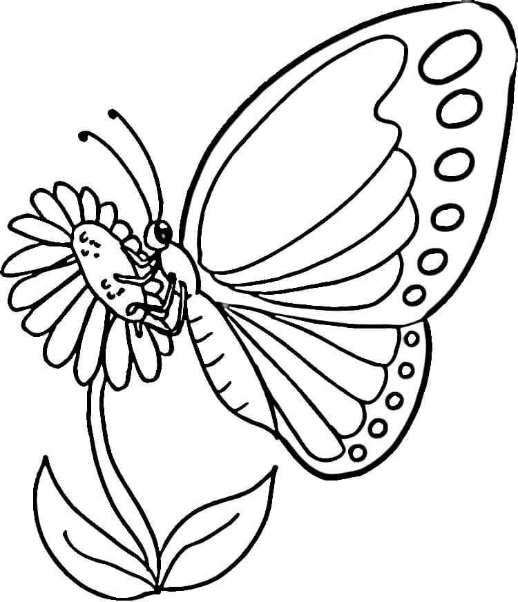Motýl na květině omalovánka
