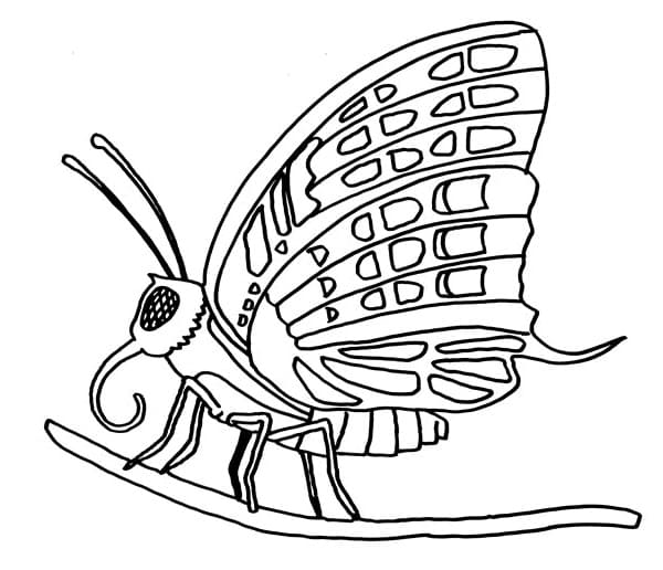 Motýl na větvi omalovánka