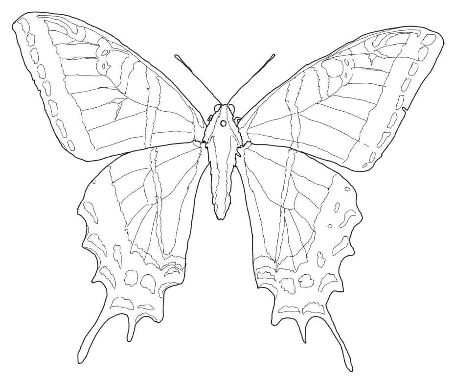 Omalovánka Motýl otakárek