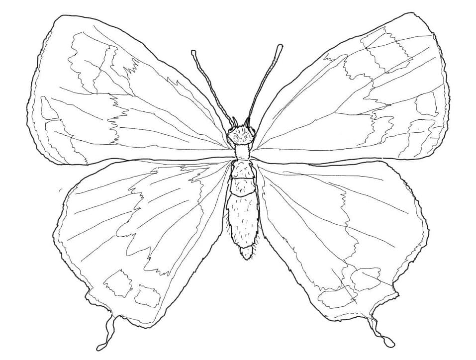 Motýl z Colorado Hairstreak omalovánka