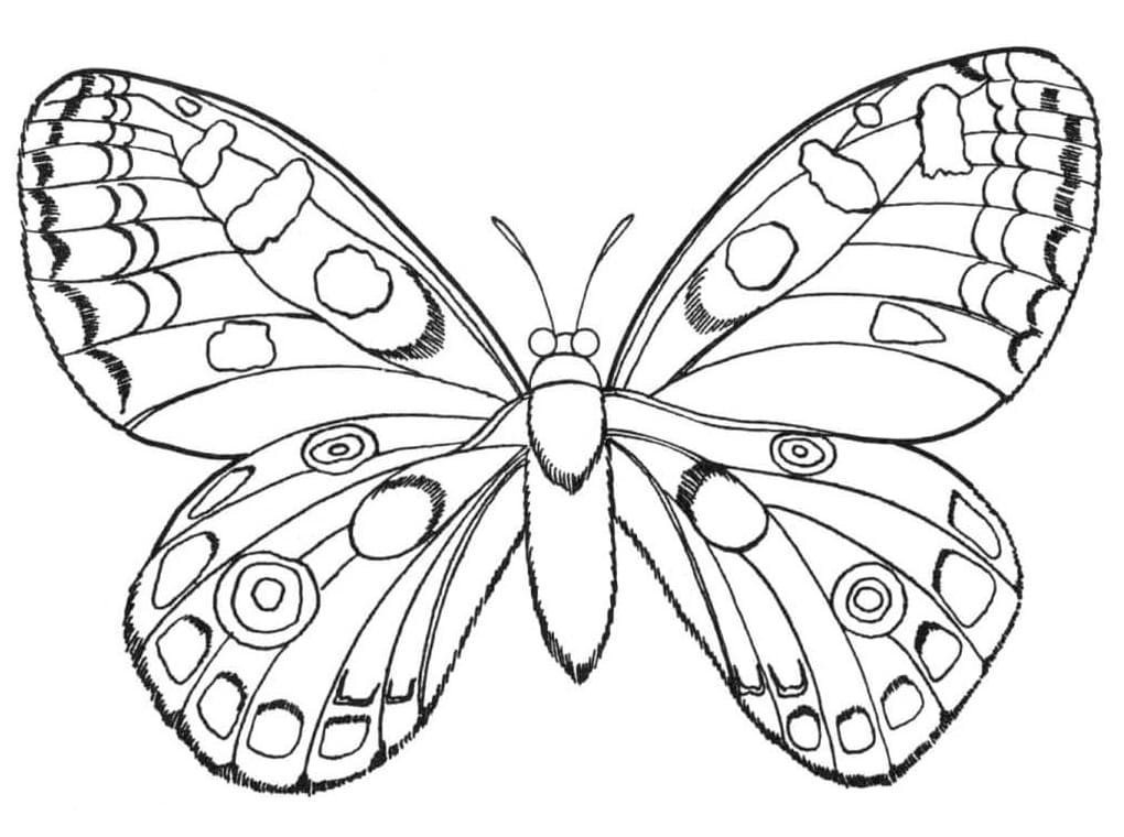 Motýl zdarma omalovánka