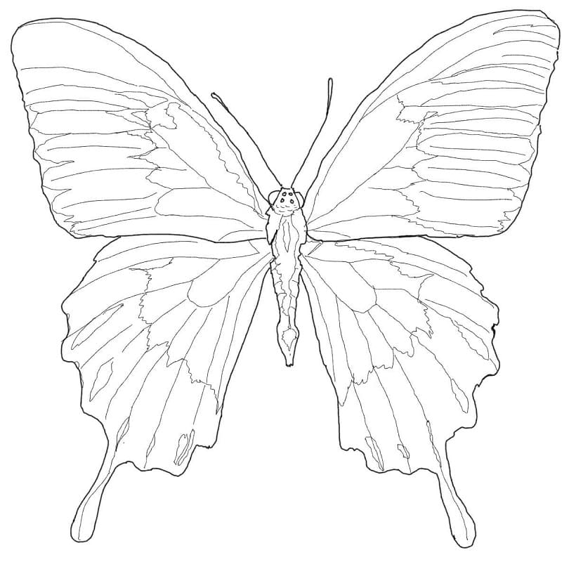 Motýl Ulysses 1 omalovánka