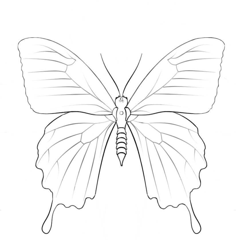 Motýl Ulysses omalovánka