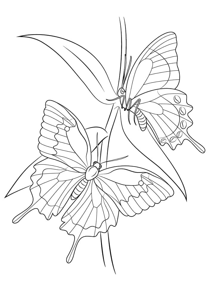 Motýli Ulysses omalovánka